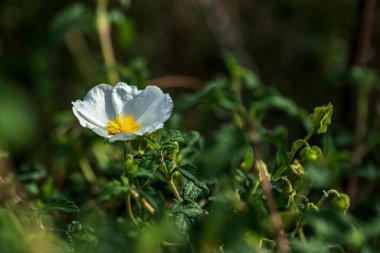 Beyaz vahşi Salvia Cistus çiçekleri yeşil bulanık arkaplanı kapatır