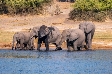 Chobe Ulusal Parkı 'ndaki bir su birikintisinde içen Afrika filleri sürüsü. Botswana, Afrika.