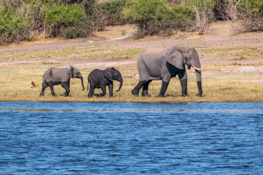 Chobe Ulusal Parkı 'ndaki bir su birikintisinde içen Afrika filleri sürüsü. Botswana, Afrika.