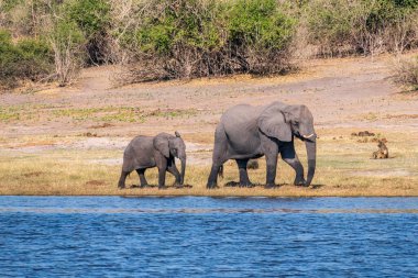 Chobe Ulusal Parkı 'ndaki bir su birikintisinde içen Afrika filleri sürüsü. Botswana, Afrika.