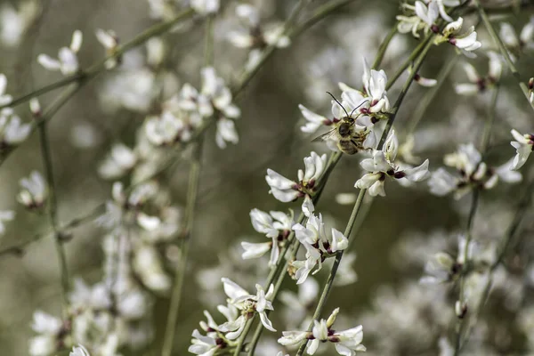 Flores Blancas Arbustos Retama Florecientes Primavera Israel — Foto de Stock