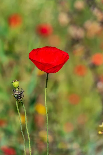 Rode Bloemen Van Bloeiende Wilde Klaprozen Tussen Groen Gras Israël — Stockfoto