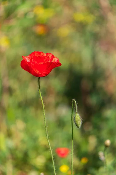 在绿草中盛开的野生罂粟的红色花朵 以色列 — 图库照片