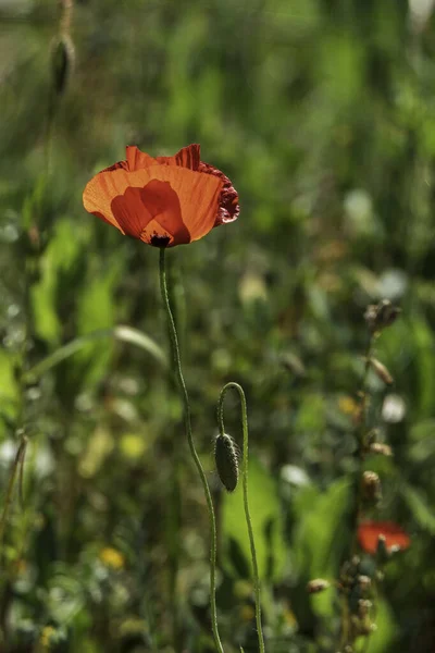 Flores Vermelhas Papoilas Selvagens Florescendo Entre Grama Verde Israel — Fotografia de Stock