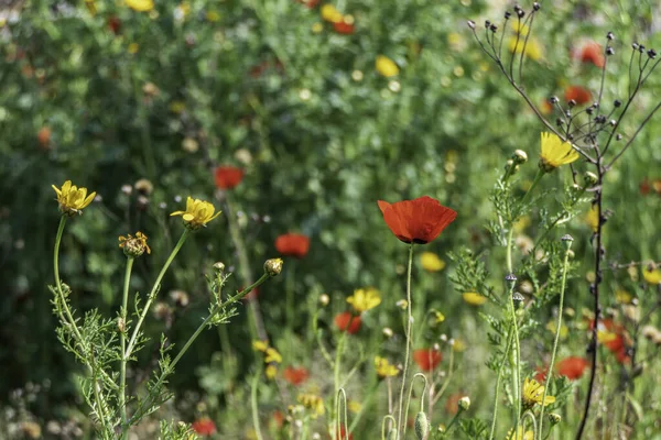 Yeşil Çimenlerin Arasında Açan Yabani Gelinciklerin Kırmızı Çiçekleri Srail — Stok fotoğraf