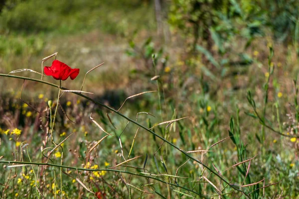 Yeşil Çimenlerin Arasında Açan Yabani Gelinciklerin Kırmızı Çiçekleri Srail — Stok fotoğraf
