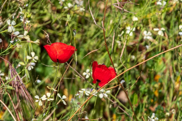Flores Rojas Amapolas Silvestres Florecientes Entre Hierba Verde Israel — Foto de Stock