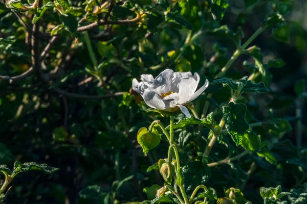 Białe Dzikie Salvia Cistus Kwiaty Bliska Zielonym Niewyraźnym Tle — Zdjęcie stockowe