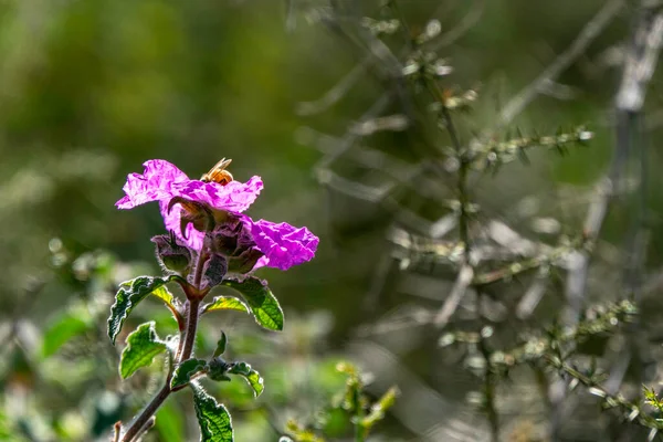 Rosa Selvagem Salvia Cistus Flores Fechar Verde Desfocado Fundo — Fotografia de Stock