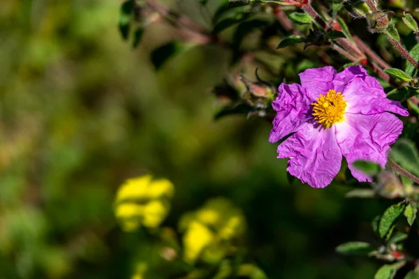 Rosafarbene Wilde Salvia Cistus Blüten Aus Nächster Nähe Auf Grün — Stockfoto