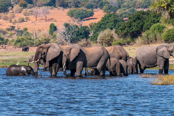 Herd of African elephants drinking at a waterhole in Chobe national park. Botswana, Africa.
