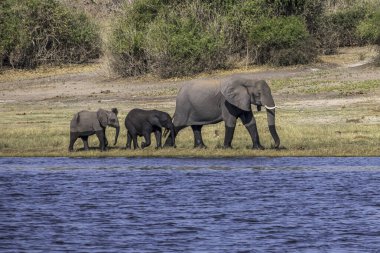 Chobe Ulusal Parkı 'ndaki bir su birikintisinde içen Afrika filleri sürüsü. Botswana, Afrika.