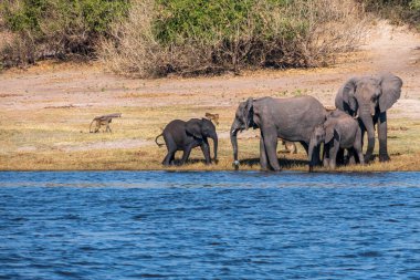 Chobe Ulusal Parkı 'ndaki bir su birikintisinde içen Afrika filleri sürüsü. Botswana, Afrika.