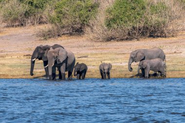Chobe Ulusal Parkı 'ndaki bir su birikintisinde içen Afrika filleri sürüsü. Botswana, Afrika.