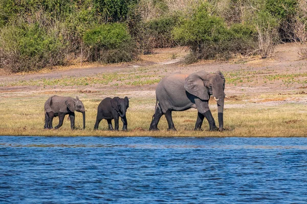 stock image Herd of African elephants drinking at a waterhole in Chobe national park. Botswana, Africa.