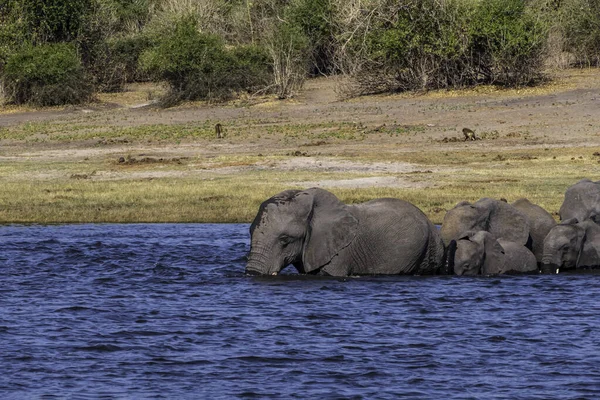 stock image Herd of African elephants drinking at a waterhole in Chobe national park. Botswana, Africa.