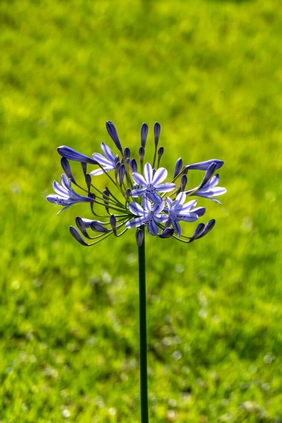 Flores Lirio Africano Azul Cierran Sobre Fondo Borroso Lirio Del — Foto de Stock