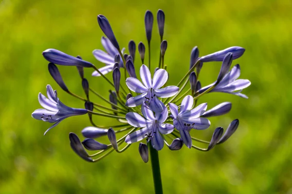 Flores Lirio Africano Azul Cierran Sobre Fondo Borroso Lirio Del — Foto de Stock