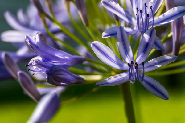 Blue african lily flowers close up on a blurred background. Lily of Nile