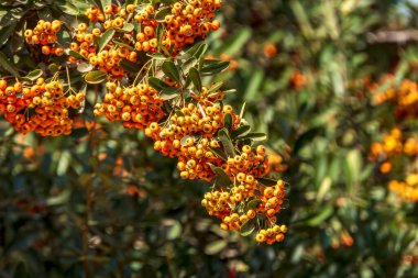 Bulanık arka planda, Pyracantha Ateş Dikenleri 'nin olgun portakal meyveleri.