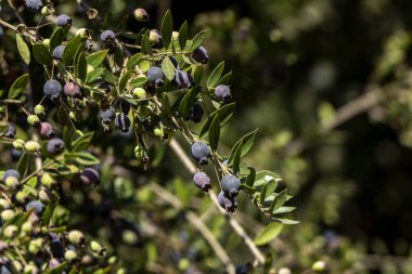 Mavi Myrtus komunis böğürtlenleri bulanık arkaplanı kapatır