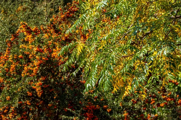 Bulanık Arka Planda Pyracantha Ateş Dikenleri Nin Olgun Portakal Meyveleri — Stok fotoğraf