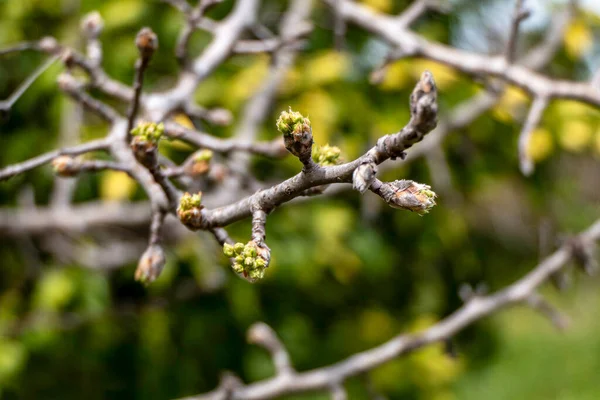 Çiçekli Armut Ağacının Narin Pembe Tomurcukları Seçici Odak — Stok fotoğraf
