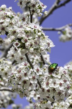 Narin beyaz armut ağacı çiçekleri gökyüzüne doğru yaklaşıyor.