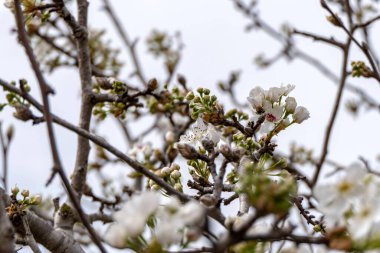 Narin beyaz armut ağacı çiçekleri gökyüzüne doğru yaklaşıyor.