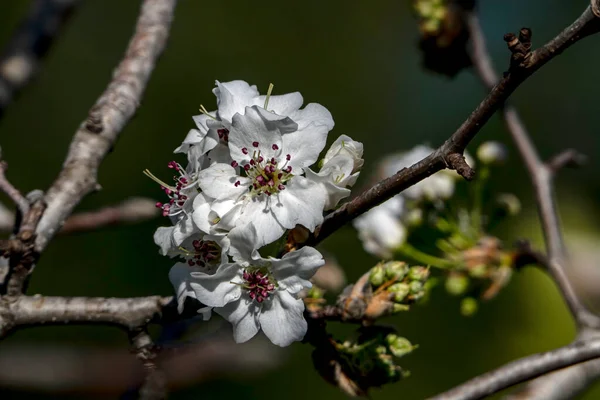 Zarte Weiße Blüten Und Knospen Eines Blühenden Birnbaums Aus Nächster — Stockfoto