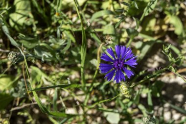 Yabani mısır çiçeğinin mavi çiçekleri. Centaurea depresisa, yeşil çimlerin arasına yakın.
