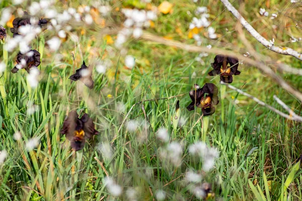 Planda Bulanık Beyaz Retama Bitkilerinin Çiçekleri Olan Siyah Kırmızı Zambak — Stok fotoğraf