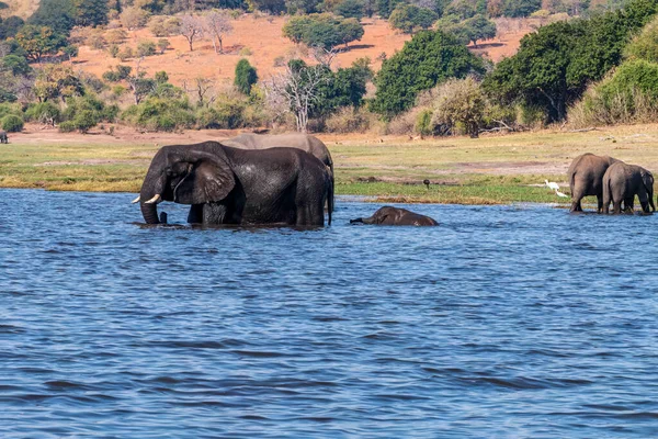 Οικογένεια Αφρικανών Ελεφάντων Που Πίνουν Ένα Νερόλακκο Στο Εθνικό Πάρκο — Φωτογραφία Αρχείου
