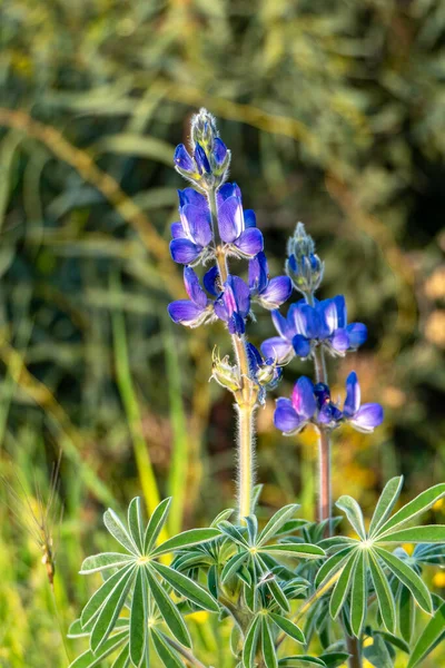 野花中的紫罗兰花紧靠着绿草 以色列 — 图库照片
