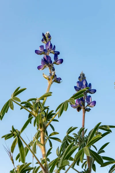 Flores Violetas Uma Flor Selvagem Tremoço Fecham Contra Céu Azul — Fotografia de Stock