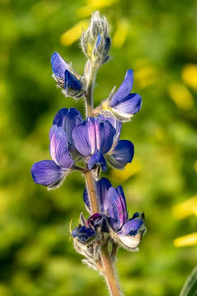 Fleurs Violettes Une Fleur Sauvage Lupin Près Parmi Herbe Verte — Photo