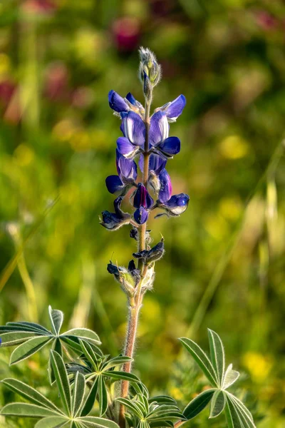 野花中的紫罗兰花紧靠着绿草 以色列 — 图库照片