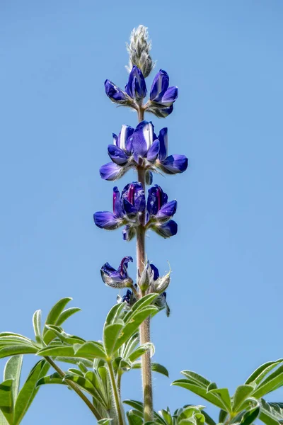 在蓝天的映衬下 紫罗兰野花盛开 以色列 — 图库照片