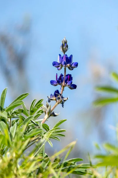 Fialové Květy Divokého Květu Vlčí Borovice Zblízka Proti Modré Obloze — Stock fotografie