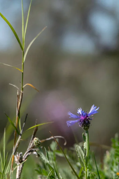 Modré Květy Divoké Chrpy Centaurea Depressa Close Green Grass — Stock fotografie