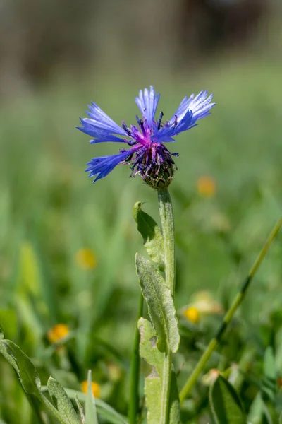 野生玉米花的蓝色花朵 半人马在绿草间紧密相连 — 图库照片