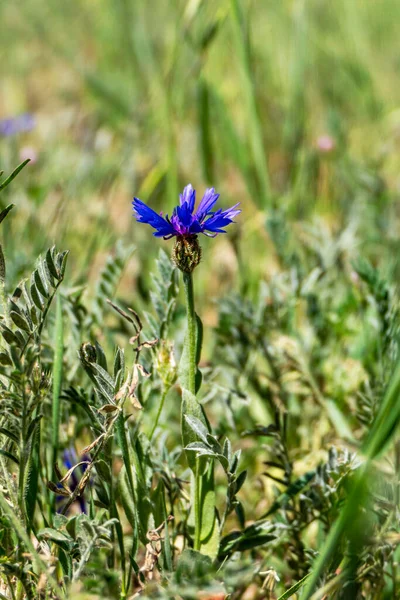 Blue Flowers Wild Cornflower Centaurea Depressa Close Green Grass — Stock Photo, Image