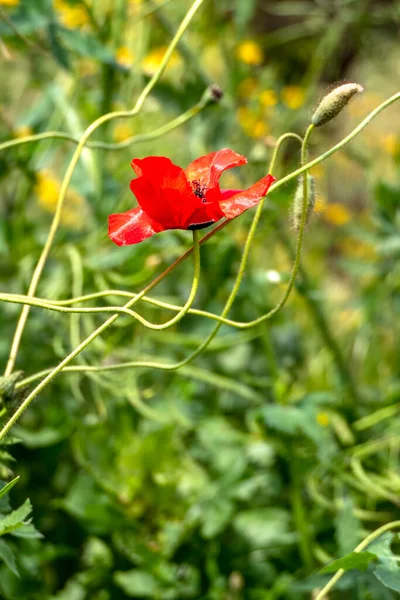 Eine Zarte Rote Mohnblume Der Nähe Mit Einer Knospe Auf — Stockfoto