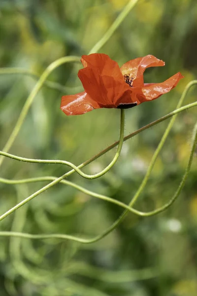 Нежный Красный Цветок Мака Закрыть Бутоном Зеленом Размытом Фоне — стоковое фото