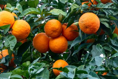 Yeşil yaprakların arasında olgunlaşmış mandalina meyveleri