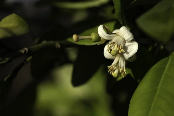Delikata Blommor Blommande Apelsin Träd Närbild Suddig Bakgrund Gröna Blad — Stockfoto