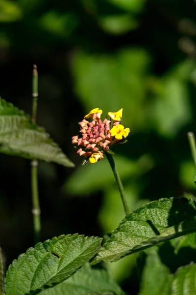 Colorful Flowers Lantana Plant Close Blurry Background Selective Focus — Stock Photo, Image