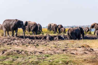 Vahşi fil sürüsü Chobe Nehri suyunun yanında çamurda oynuyor. Botswana