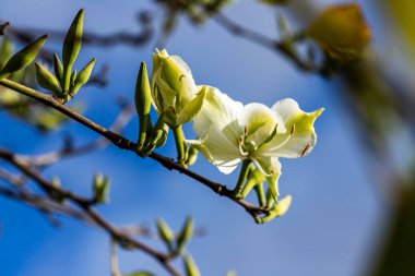 Beyaz Bauhinia çeşitleri, yeşil yaprakların arasında Orkide Ağacı çiçekleri.