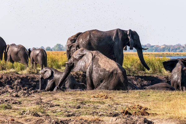Manada Elefantes Salvajes Juega Barro Junto Chobe River Water Botswana — Foto de Stock